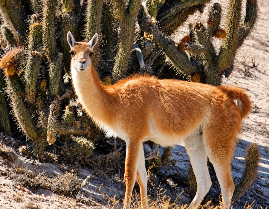 7.26
